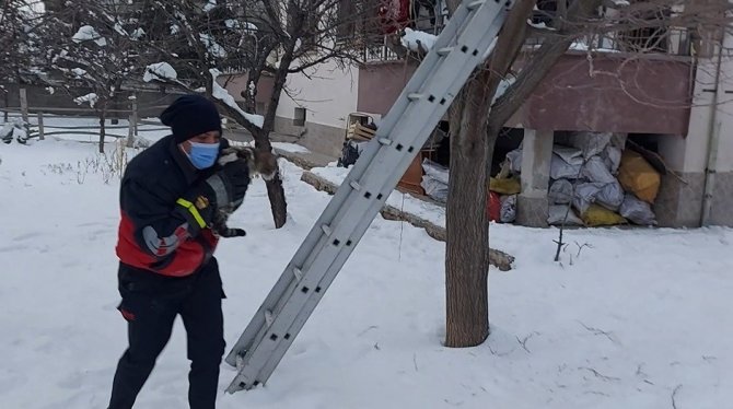 Köpekten kaçıp ağaca çıkan kediyi itfaiye kurtardı