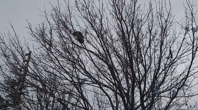 Köpekten kaçıp ağaca çıkan kediyi itfaiye kurtardı