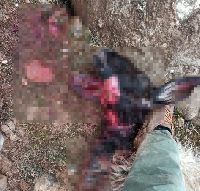 Siirt’te kurt sürüsü ahıra saldırdı: 3 keçi telef olurken, 5 keçi yaralandı