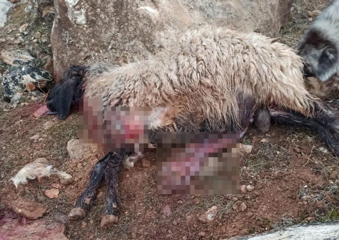 Siirt’te kurt sürüsü ahıra saldırdı: 3 keçi telef olurken, 5 keçi yaralandı