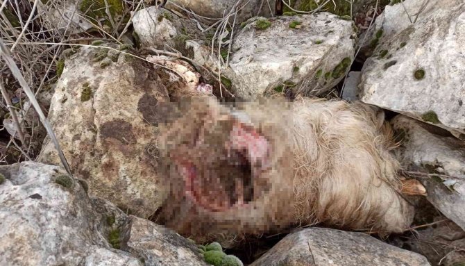 Siirt’te kurt sürüsü ahıra saldırdı: 3 keçi telef olurken, 5 keçi yaralandı