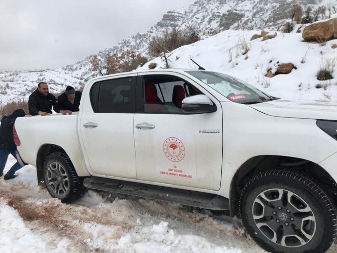 Siirt’te kurt sürüsü ahıra saldırdı: 3 keçi telef olurken, 5 keçi yaralandı