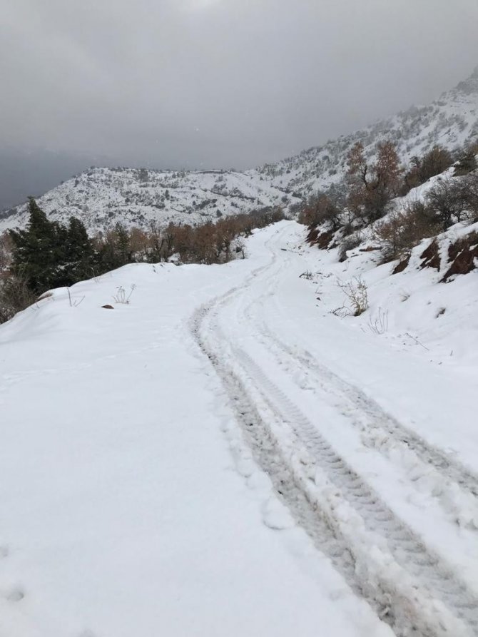 Siirt’te kurt sürüsü ahıra saldırdı: 3 keçi telef olurken, 5 keçi yaralandı