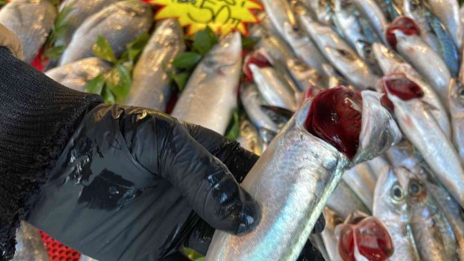 Deniz soğudu, balık bollaştı