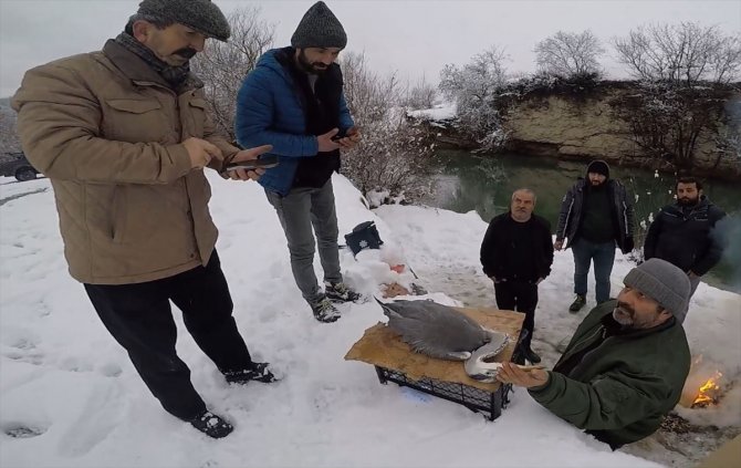 Karabük'te yaralı bulunan gri balıkçıl tedaviye alındı