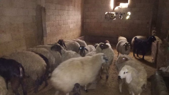 Mersin’den çalınan koyunlar, Şanlıurfa’da bulundu