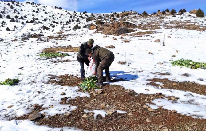 Yaban hayvanlarına yem desteği