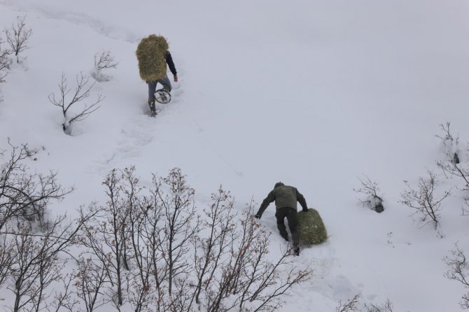 Dağ keçileri için 250 kilo otu doğaya bıraktılar
