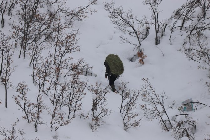 Dağ keçileri için 250 kilo otu doğaya bıraktılar