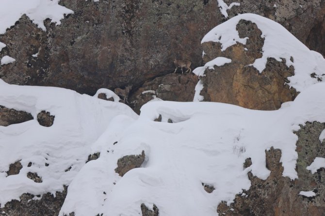 Dağ keçileri için 250 kilo otu doğaya bıraktılar