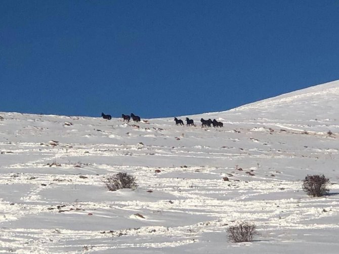Drone kamerasına takılan yılkı atları eşsiz görüntüler oluşturdu