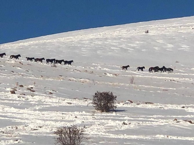 Drone kamerasına takılan yılkı atları eşsiz görüntüler oluşturdu
