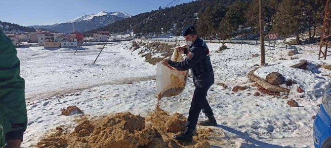 Jandarmadan yaban hayvanlarına yem