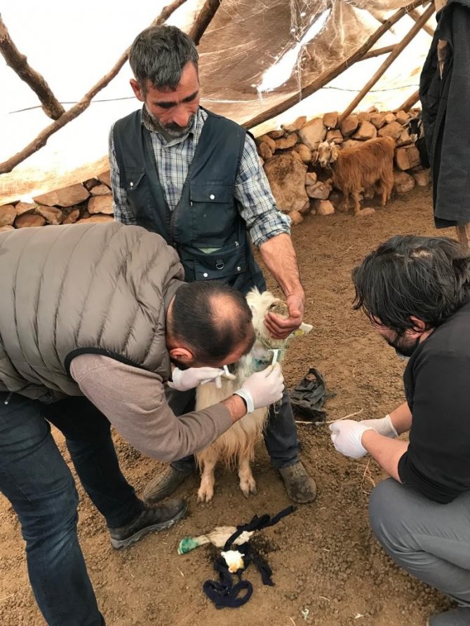 Kurtların saldırısına uğrayan keçiler tedavi altına alındı