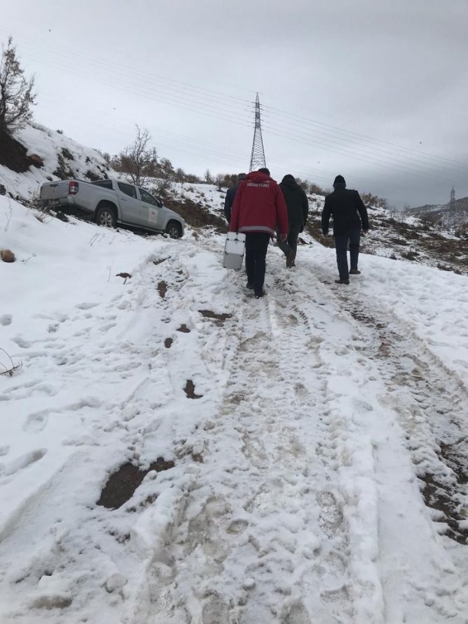 Kurtların saldırısına uğrayan keçiler tedavi altına alındı