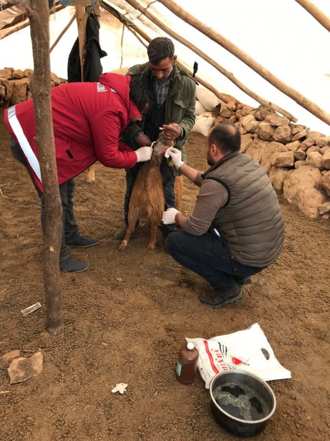 Kurtların saldırısına uğrayan keçiler tedavi altına alındı