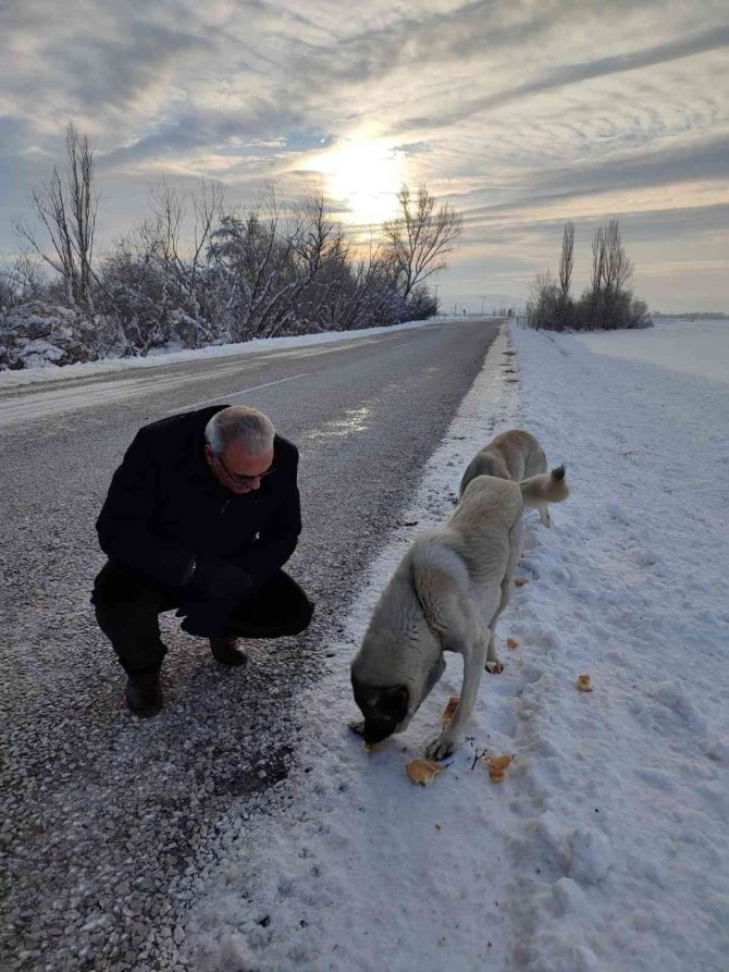 Sokak hayvanlarını elleri ile besliyor