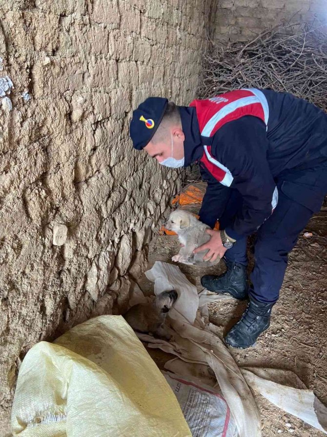 Jandarma ekipleri, anne ve yavru köpeklere sahip çıktı