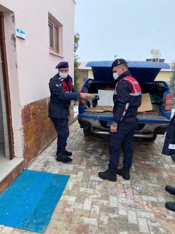Jandarma ekipleri, anne ve yavru köpeklere sahip çıktı