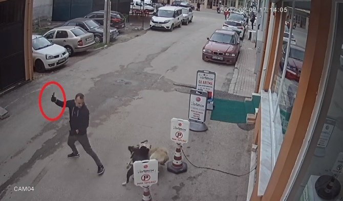 Pitbull köpeğini sokak köpeğine saldırttı, selfie çekti