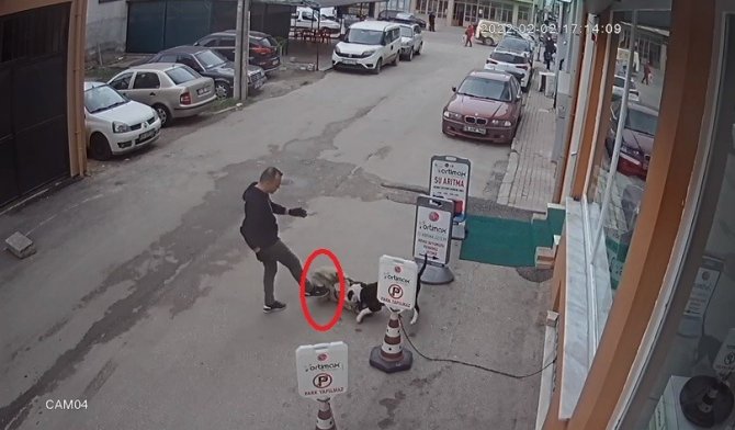 Pitbull köpeğini sokak köpeğine saldırttı, selfie çekti