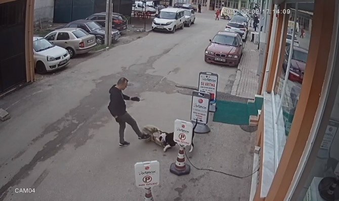 Pitbull köpeğini sokak köpeğine saldırttı, selfie çekti