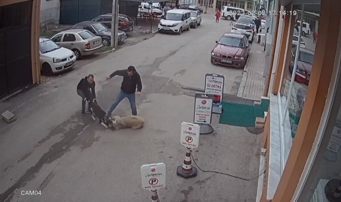 Pitbull köpeğini sokak köpeğine saldırttı, selfie çekti