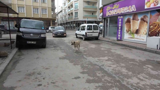 Pitbull köpeğini sokak köpeğine saldırttı, selfie çekti