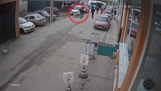 Pitbull köpeğini sokak köpeğine saldırttı, selfie çekti