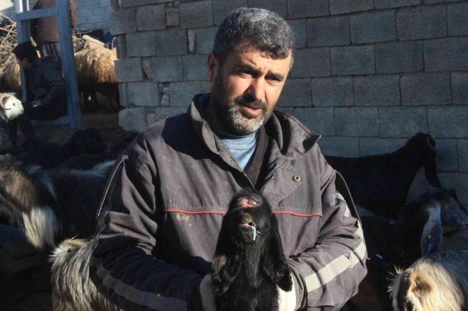 Kilis’te gözü alnında olan oğlak dünyaya geldi