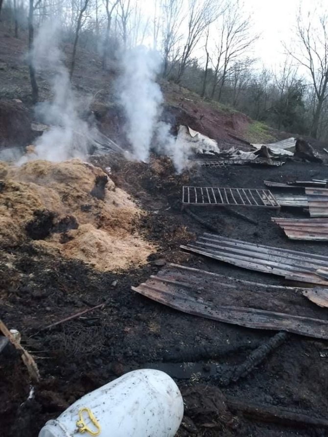 Ahırda korkutan yangın: 11 koyun telef olmaktan kurtarıldı