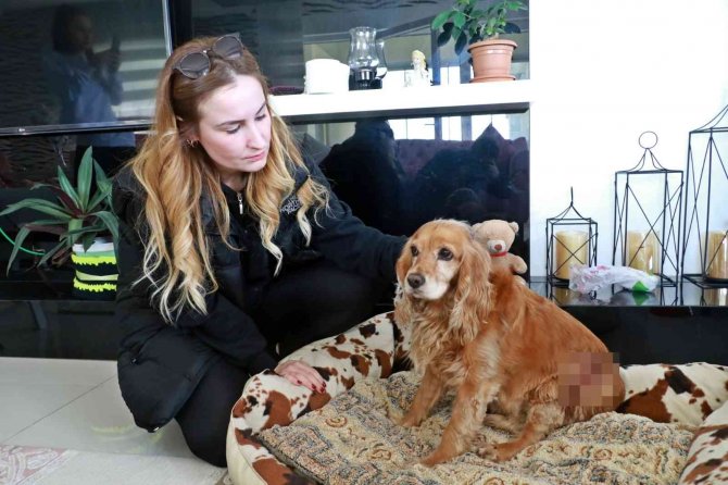 Antalya’da yasaklı cins sokak köpeği dehşeti yaşattı