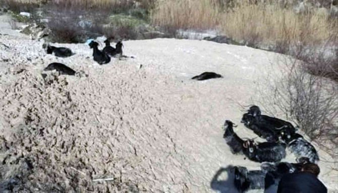 Bataklığa saplanan 15 keçiden 1’i telef oldu