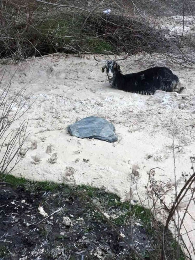 Bataklığa saplanan 15 keçiden 1’i telef oldu