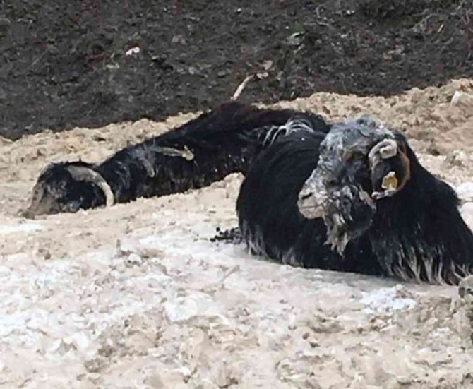 Bataklığa saplanan 15 keçiden 1’i telef oldu