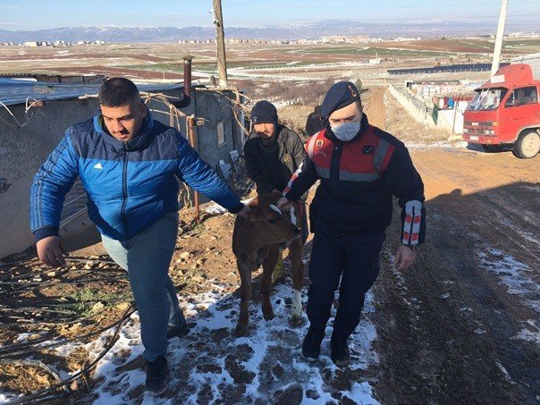 Çalınan büyükbaş hayvan jandarma ekiplerince bulunup sahibine teslim edildi