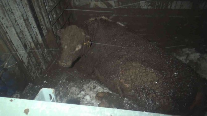 Angus taşıyan tır devrildi, dorseden düşen anguslar karayoluna dağıldı