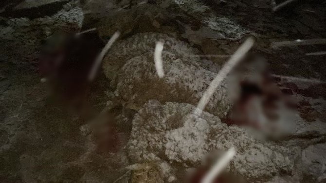 Kar yağışına dayanamayan ağıl çöktü: 13 hayvan telef oldu