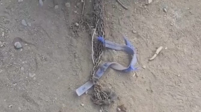 Köye inen 6 aç kurt, köpeği parçaladı