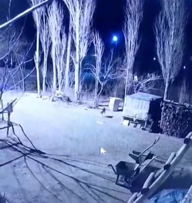 Köye inen 6 aç kurt, köpeği parçaladı