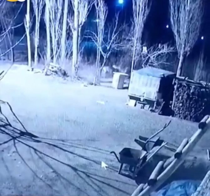 Köye inen 6 aç kurt, köpeği parçaladı