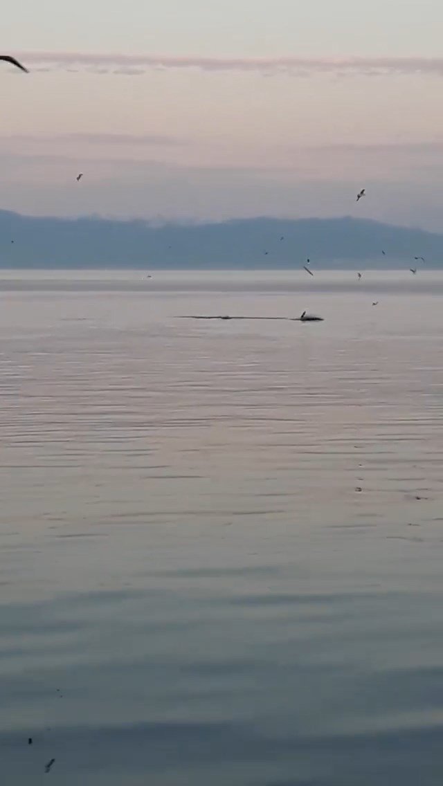 Yunus balıklarından sürpriz ziyaret