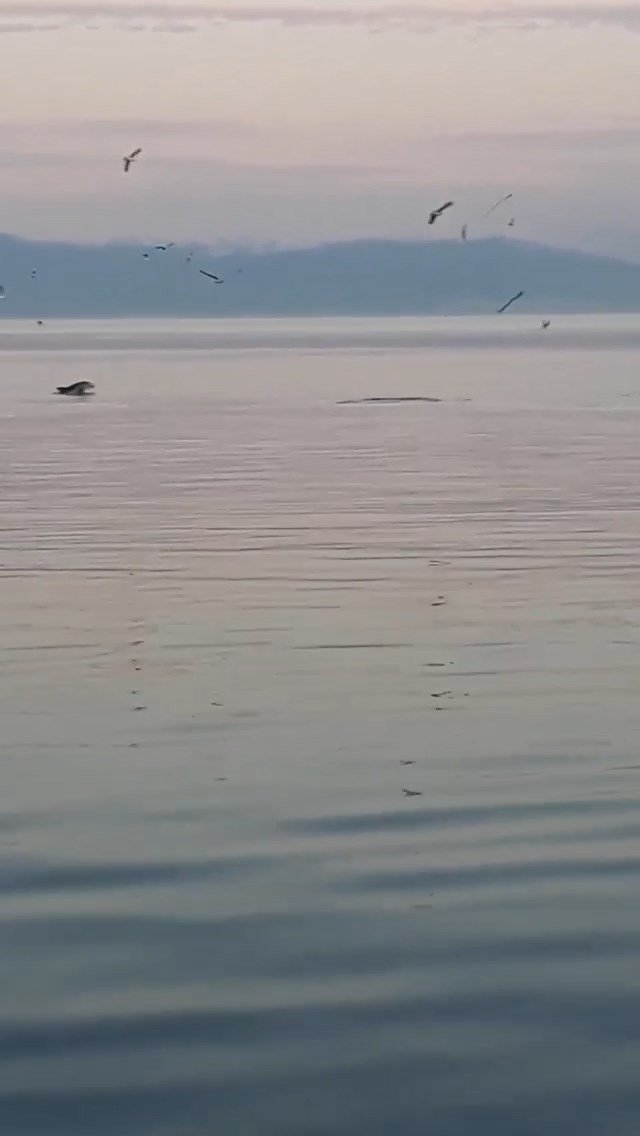 Yunus balıklarından sürpriz ziyaret