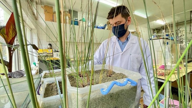 Arıtılan atık sudan sera için elektrik üreten sistem geliştirildi