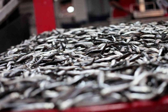 Konya'da hamsi fiyatları düşecek! Balıkçılardan açıklama