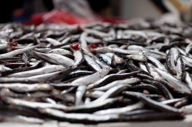 Konya'da hamsi fiyatları düşecek! Balıkçılardan açıklama