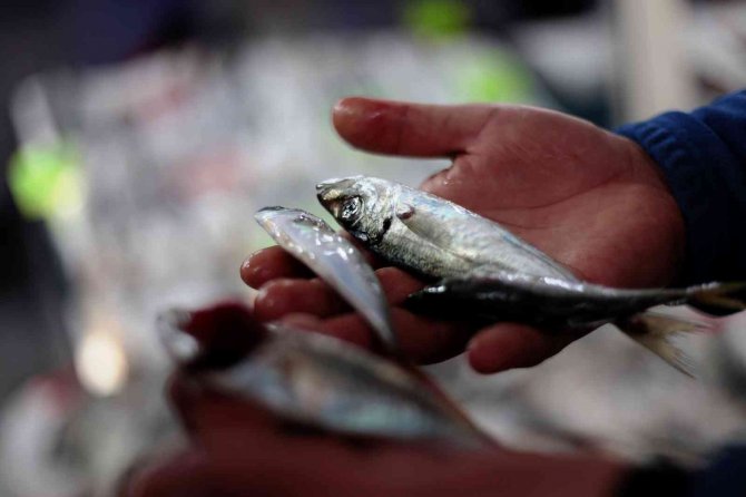 Konya'da hamsi fiyatları düşecek! Balıkçılardan açıklama
