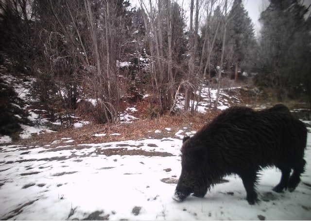 Erzincan’da yaban hayat fotokapanlarla görüntülendi