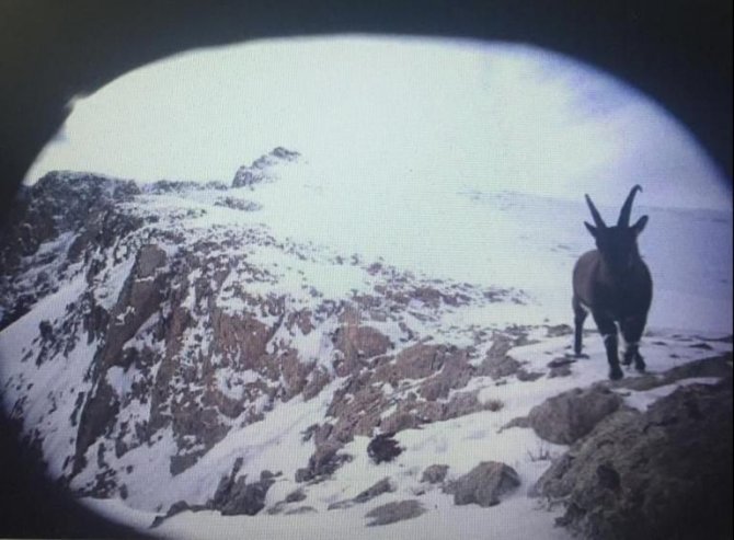 Erzincan’da yaban hayat fotokapanlarla görüntülendi