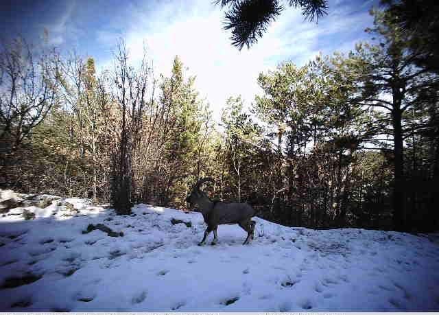 Erzincan’da yaban hayat fotokapanlarla görüntülendi